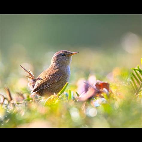 夢到小鳥死掉|夢見小鳥死是什麽意思